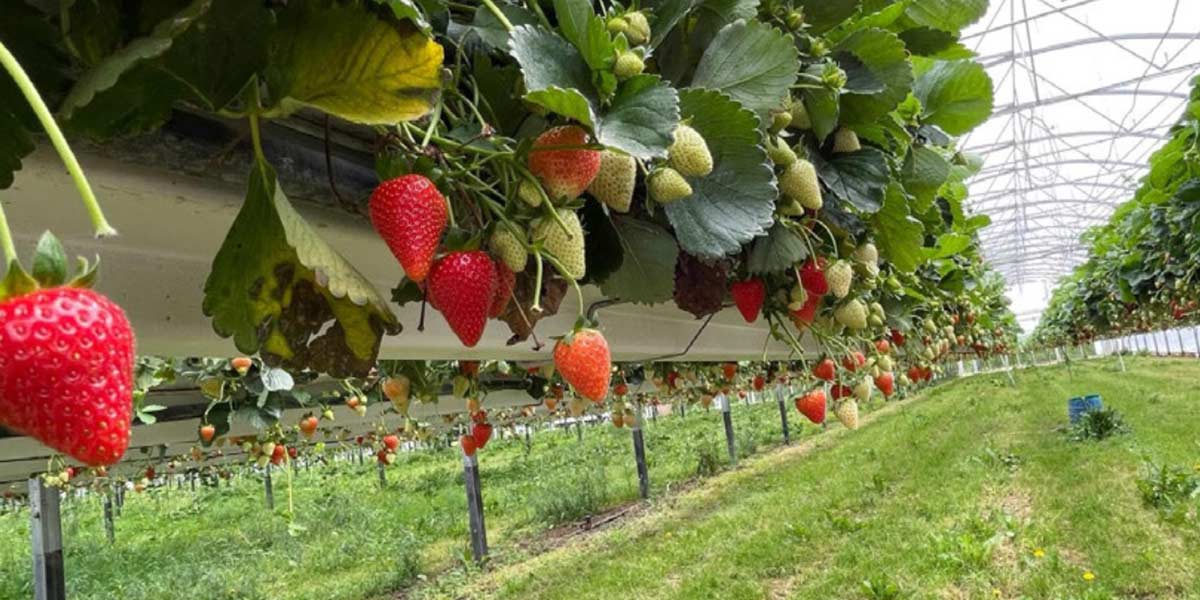 Ottimo esordio per le fragole veronesi